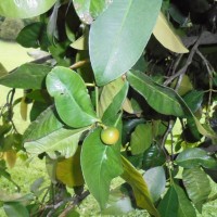 Garcinia cymosa (K.Schum.) I.M.Turner & P.F.Stevens